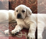 Small Photo #11 Labrador Retriever Puppy For Sale in BARNEVELD, WI, USA