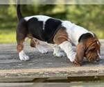 Puppy David Allen Coe Basset Hound