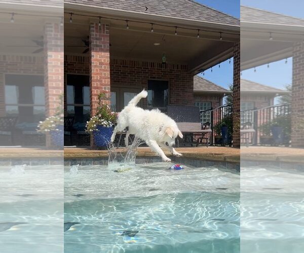 Medium Photo #4 Great Pyrenees Puppy For Sale in Dallas, TX, USA