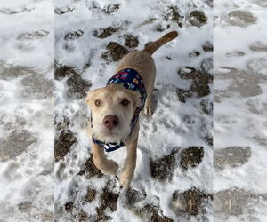 Mack - Male Staffordshire Bull Terrier-Unknown Mix Dog for Adoption - Photo #6