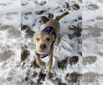 Small Photo #6 Staffordshire Bull Terrier-Unknown Mix Puppy For Sale in Princeton, MN, USA