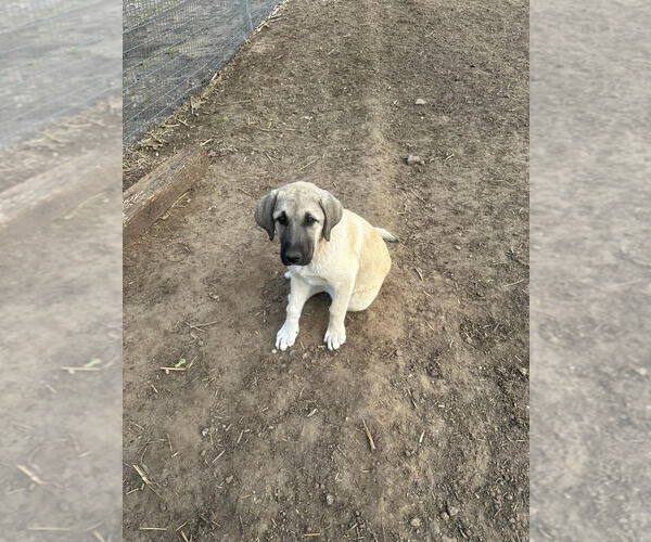 Medium Photo #1 Anatolian Shepherd Puppy For Sale in Linton, IN, USA