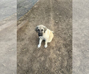 Anatolian Shepherd Dogs for adoption in Linton, IN, USA