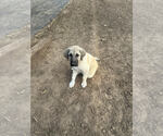 Small Anatolian Shepherd