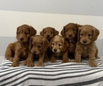 Small Photo #6 Cavapoo Puppy For Sale in STANLEY, WI, USA