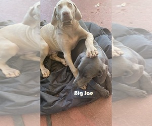 Mother of the Weimaraner puppies born on 03/23/2023