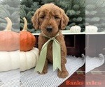 Puppy BANKS Goldendoodle