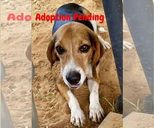 Beagle Dogs for adoption in Dunnellon, FL, USA