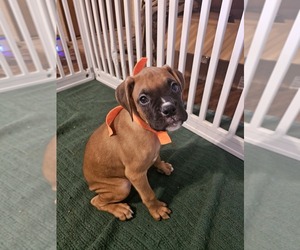 Boxer Litter for sale in LYONS, KS, USA