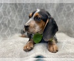 Small Photo #2 Beagle Puppy For Sale in LAKELAND, FL, USA