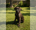 Image preview for Ad Listing. Nickname: Loki