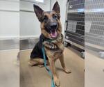 Small German Shepherd Dog