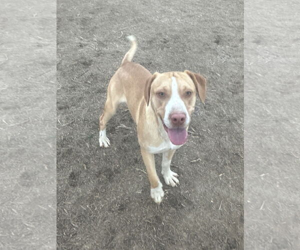 Medium Photo #2 Mutt Puppy For Sale in Eastman, GA, USA