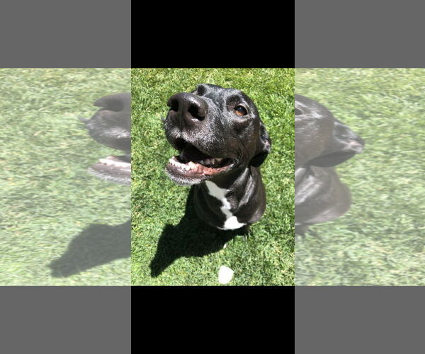 Medium Photo #4 Labrador Retriever-Unknown Mix Puppy For Sale in Fort Collins, CO, USA