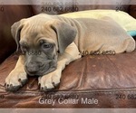 Puppy Grey Collar mal Cane Corso