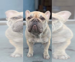 French Bulldog Dogs for adoption in Valrico, FL, USA