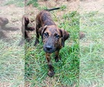 Hank - Male Boxer-Golden Retriever Mix Dog for Adoption - Small photo