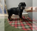 Small Photo #5 Doberman Pinscher Puppy For Sale in HUNTSBURG, OH, USA