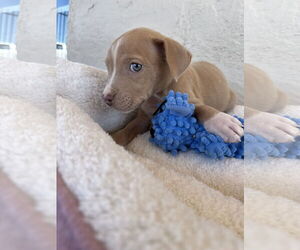 American Pit Bull Terrier-Unknown Mix Dogs for adoption in Williamsburg, NM, USA