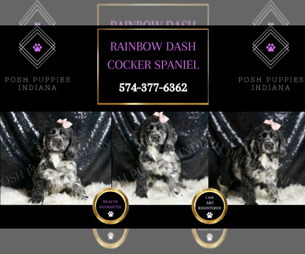 Medium Photo #30 Cocker Spaniel Puppy For Sale in WARSAW, IN, USA