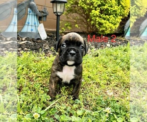 Boxer Puppy for Sale in PELZER, South Carolina USA
