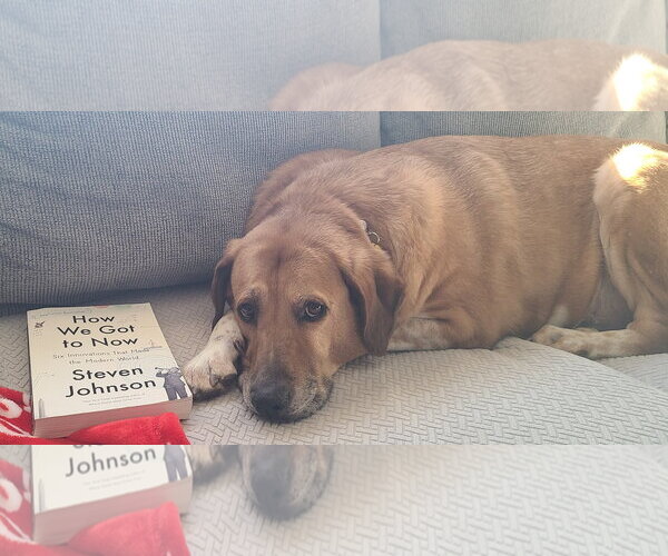 Medium Photo #12 Labrador Retriever-Unknown Mix Puppy For Sale in Rockaway, NJ, USA