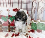 Small Photo #12 Zuchon Puppy For Sale in SYLMAR, CA, USA