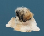 Small Photo #13 Shih Tzu Puppy For Sale in SAN DIEGO, CA, USA