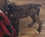 Small #6 Boxer
