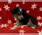 Small Photo #5 Miniature Australian Shepherd Puppy For Sale in COLUMBUS, NC, USA