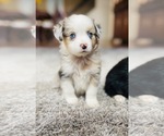 Small Photo #10 Miniature Australian Shepherd Puppy For Sale in BLACK FOREST, CO, USA