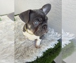 Small #11 French Bulldog