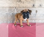 Litter of 9 - Male(s) and Female(s) BoxerLitter of Puppies for Sale - Photo #26