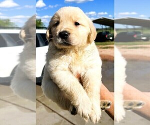 Golden Retriever Puppy for Sale in MASON, Texas USA