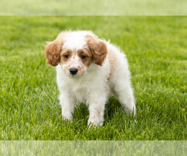 Medium Photo #2 Goldendoodle (Miniature) Puppy For Sale in WOLCOTTVILLE, IN, USA