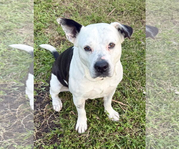 Medium Photo #1 American Bulldog Puppy For Sale in Boca Raton, FL, USA