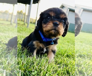 Cavalier King Charles Spaniel Puppy for sale in RICE LAKE, WI, USA