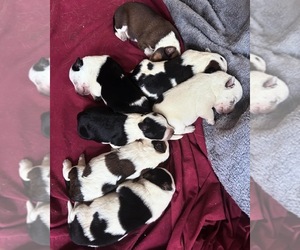 Australian Cattle Dog Puppy for sale in BOILING SPRINGS, SC, USA