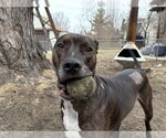 Small #1 Staffordshire Bull Terrier Mix