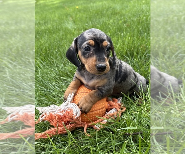 Medium Photo #5 Dachshund Puppy For Sale in MIDDLEBURY, IN, USA