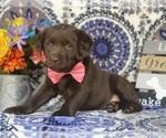 Small Photo #3 Labrador Retriever Puppy For Sale in LANCASTER, PA, USA