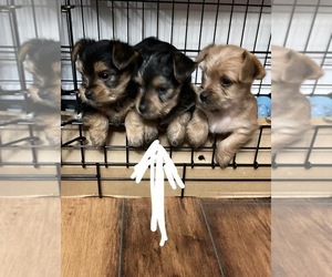 Yorkshire Terrier Puppy for sale in STENDAL, IN, USA