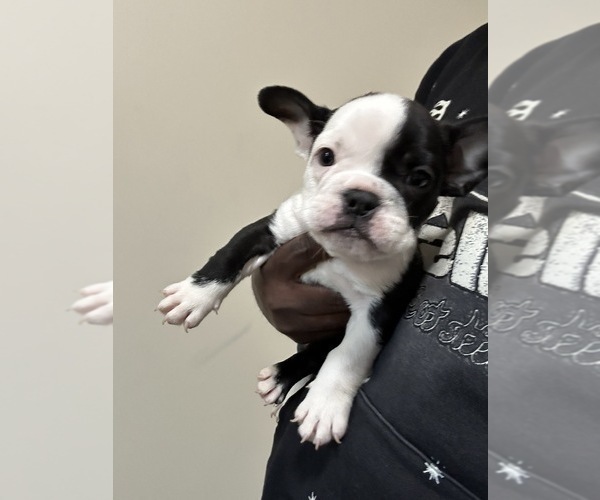 Medium Photo #4 French Bulldog Puppy For Sale in SNELLVILLE, GA, USA