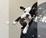 Small Photo #4 French Bulldog Puppy For Sale in SNELLVILLE, GA, USA