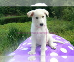 Small #1 German Shepherd Dog