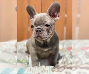 French Bulldog Puppy for sale in OJAI, CA, USA