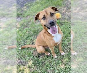 Labrador Retriever-Unknown Mix Dogs for adoption in Conroe, TX, USA