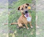 Small Labrador Retriever Mix