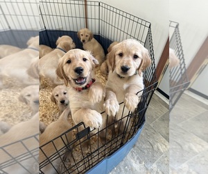 Golden Retriever Puppy for sale in KOKOMO, IN, USA