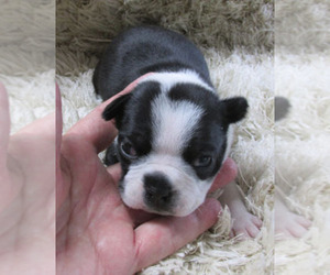 Boston Terrier Puppy for sale in MULINO, OR, USA